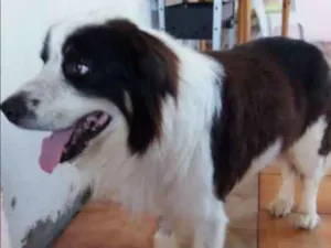 Cachorro raça Bodcoler idade 6 ou mais anos nome Darvin , nprovisório