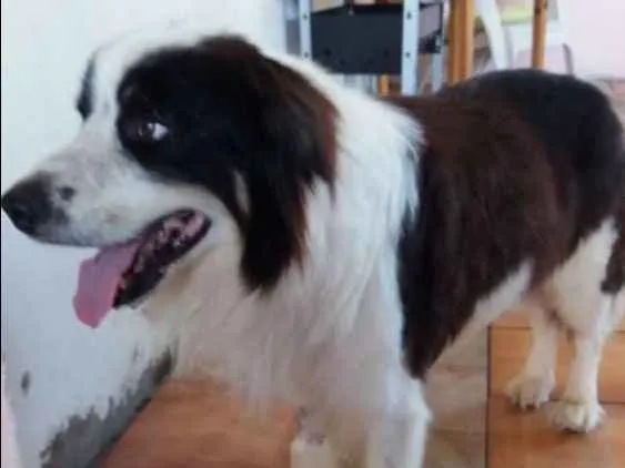 Cachorro ra a Bodcoler idade 6 ou mais anos nome Darvin , nprovisório