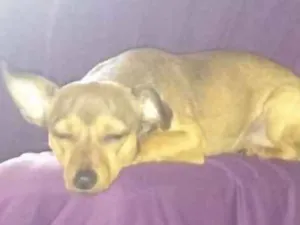 Cachorro raça Pinscher  idade 1 ano nome Freed 