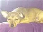 Cachorro raça Pinscher  idade 1 ano nome Freed 