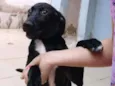 Bibi