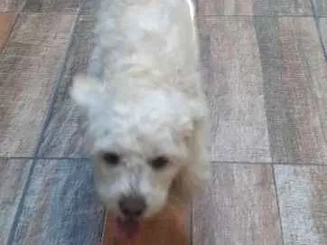 Cachorro ra a Shitizu  idade 1 ano nome Marley 