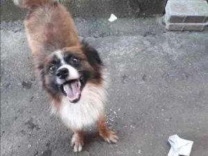 Cachorro raça Não sei raça  idade  nome Bolinha 