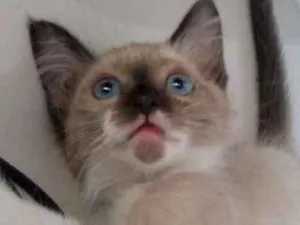 Gato raça Siamês idade 2 a 6 meses nome Mia