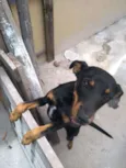 Pretinha