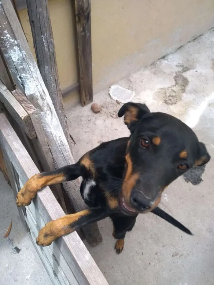 Cachorro raça Vira lata idade 2 a 6 meses nome Pretinha