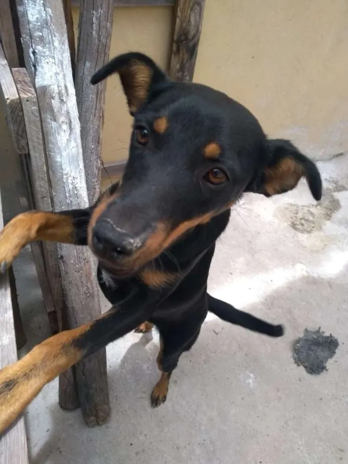 Cachorro raça Vira lata idade 2 a 6 meses nome Pretinha