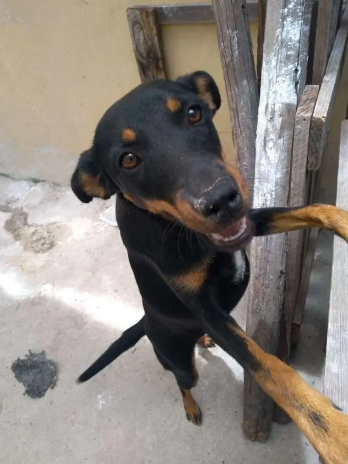 Cachorro raça Vira lata idade 2 a 6 meses nome Pretinha
