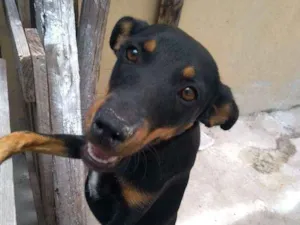 Cachorro raça Vira lata idade 2 a 6 meses nome Pretinha