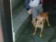 Rabitto