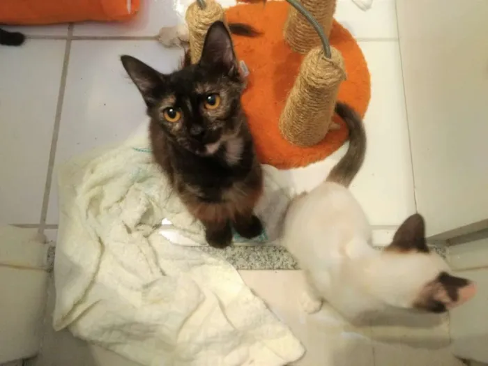 Gato ra a SRD idade 2 a 6 meses nome Família de lindezas
