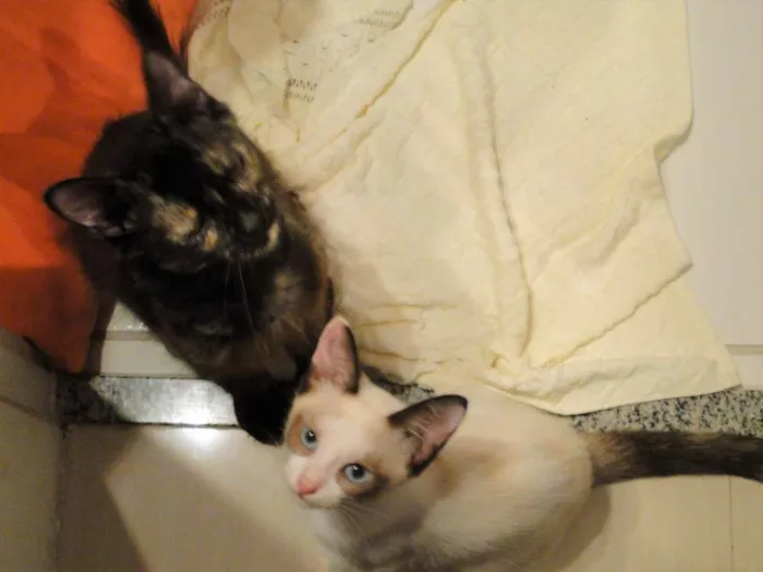 Gato ra a SRD idade 2 a 6 meses nome Família de lindezas