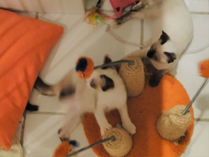 Gato ra a SRD idade 2 a 6 meses nome Família de lindezas