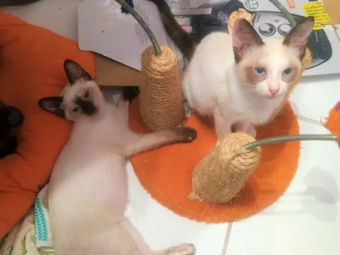 Gato ra a SRD idade 2 a 6 meses nome Família de lindezas