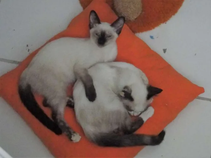 Gato ra a SRD idade 2 a 6 meses nome Família de lindezas