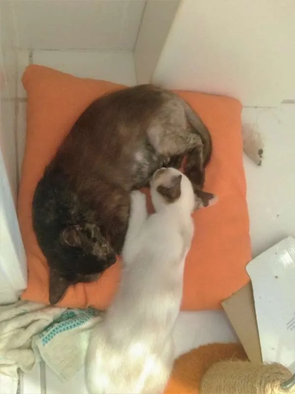 Gato ra a SRD idade 2 a 6 meses nome Família de lindezas
