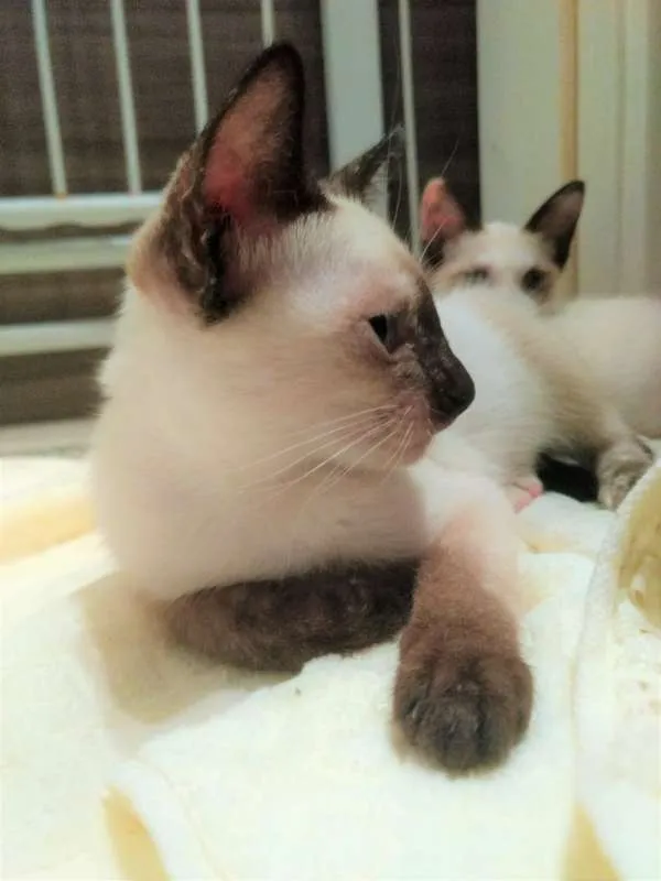 Gato ra a SRD idade 2 a 6 meses nome Família de lindezas