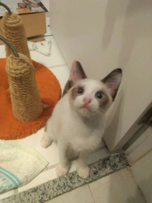 Gato ra a SRD idade 2 a 6 meses nome Família de lindezas