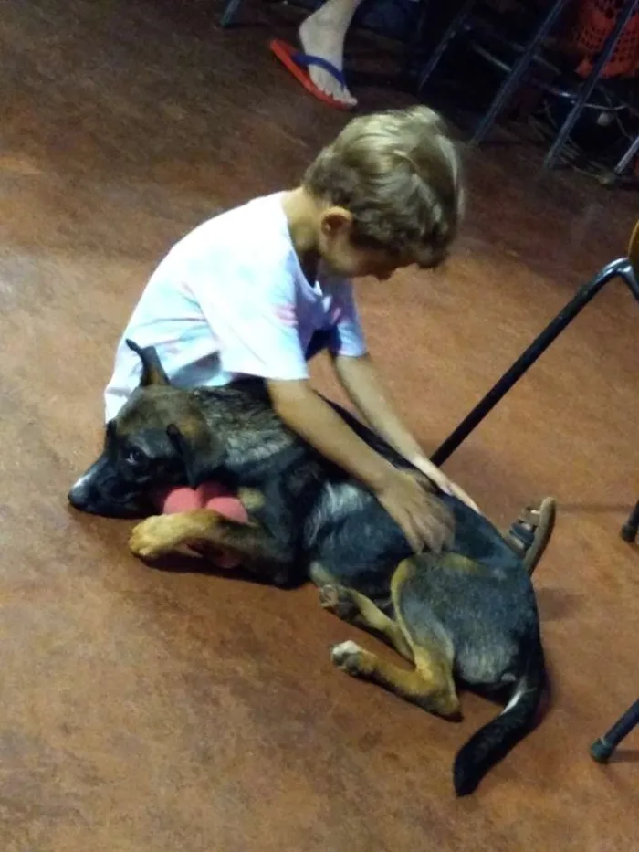 Cachorro ra a Vira lata idade 2 a 6 meses nome Anastasia