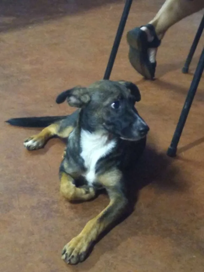 Cachorro ra a Vira lata idade 2 a 6 meses nome Anastasia