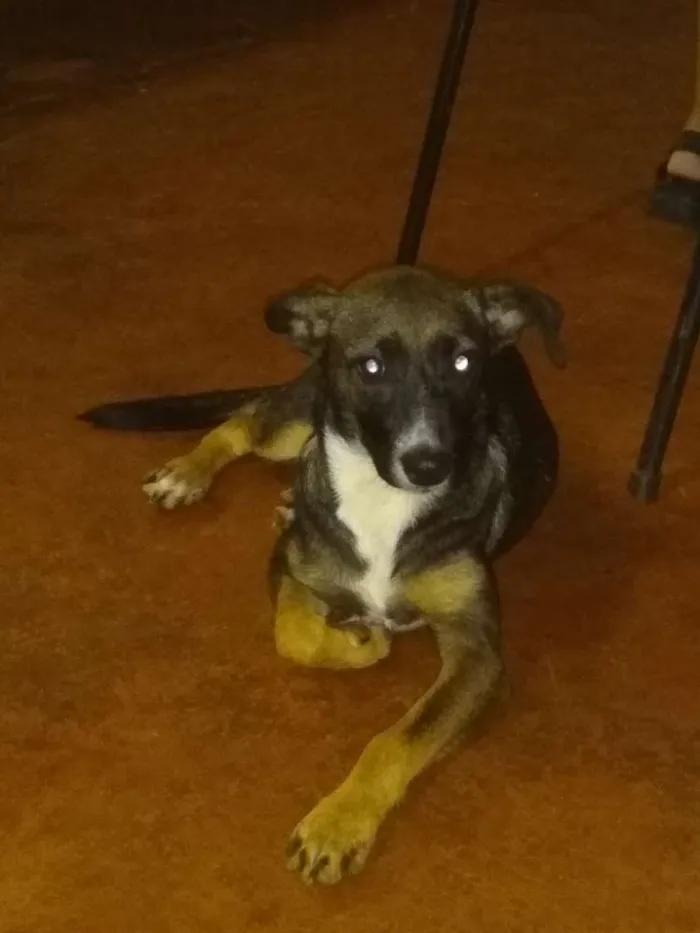 Cachorro ra a Vira lata idade 2 a 6 meses nome Anastasia