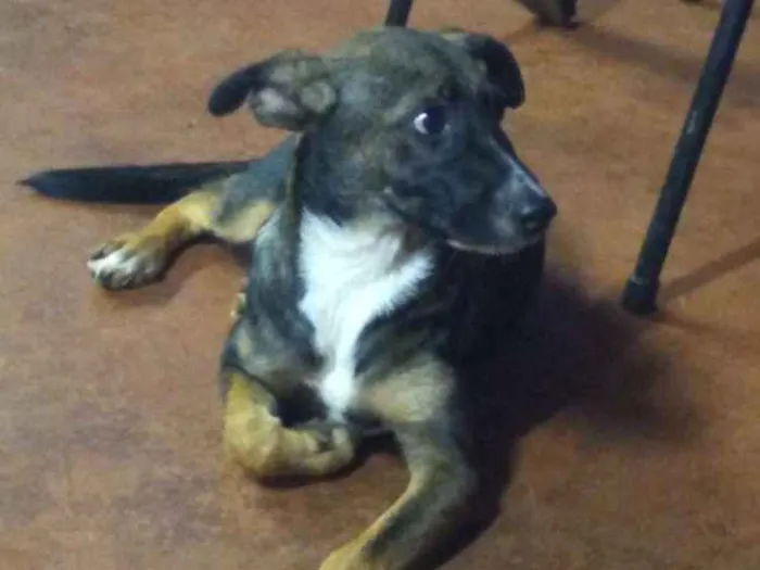 Cachorro ra a Vira lata idade 2 a 6 meses nome Anastasia