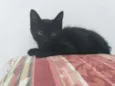 Panterinha
