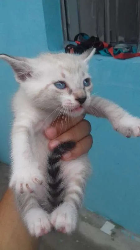 Gato ra a Não tem raça idade 2 anos nome Não tem nome
