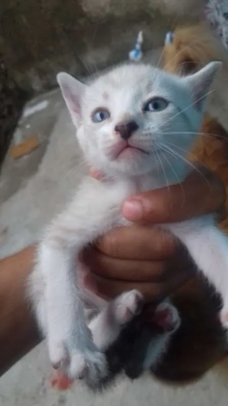Gato ra a Não tem raça idade 2 anos nome Não tem nome