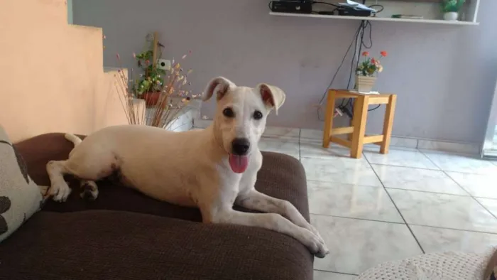 Cachorro ra a Mistura de Poodle com Vira lat idade 2 a 6 meses nome Luna