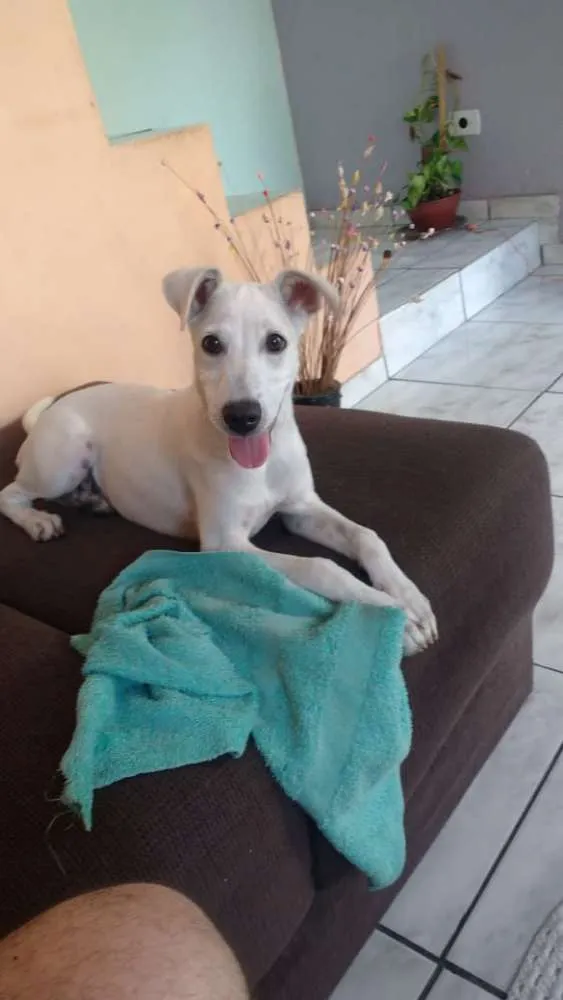 Cachorro ra a Mistura de Poodle com Vira lat idade 2 a 6 meses nome Luna