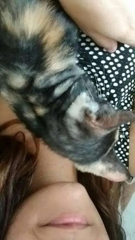 Gato ra a SRD idade 2 a 6 meses nome Vitória