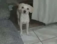 Pepita