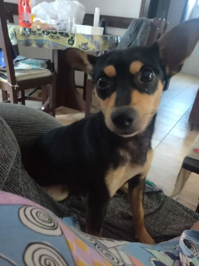 Cachorro raça Doberman idade 2 a 6 meses nome Meliodas