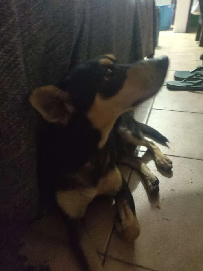 Cachorro raça Doberman idade 2 a 6 meses nome Meliodas
