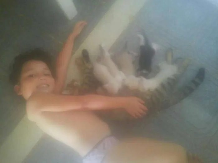Gato raça Vira lata idade Abaixo de 2 meses nome cometa
