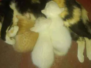 Gato raça  idade 2 a 6 meses nome sem nomes
