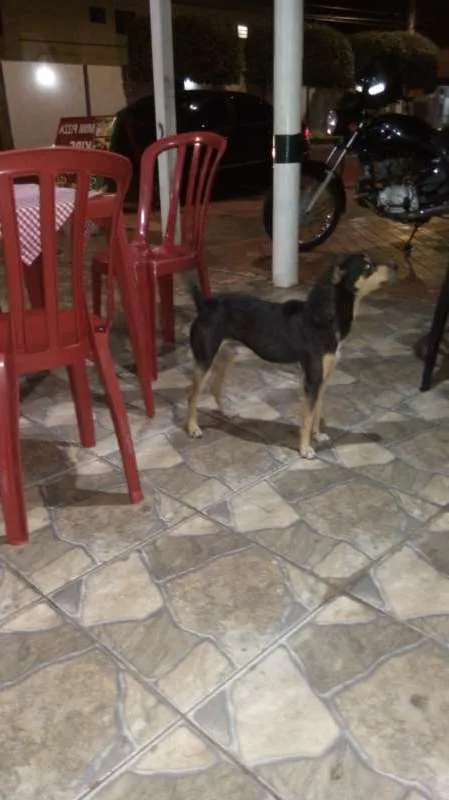 Cachorro ra a srd idade 1 ano nome Tobias