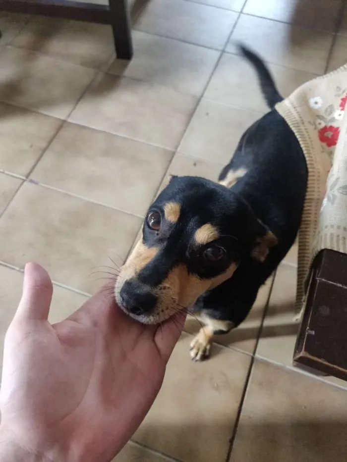 Cachorro ra a Doberman idade 2 a 6 meses nome Meliodas