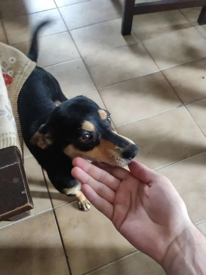 Cachorro ra a Doberman idade 2 a 6 meses nome Meliodas