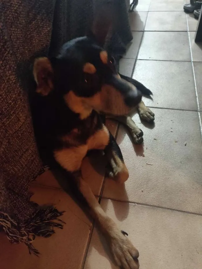 Cachorro ra a Doberman idade 2 a 6 meses nome Meliodas