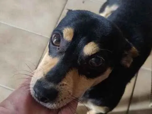 Cachorro ra a Doberman idade 2 a 6 meses nome Meliodas