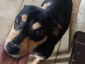 Cachorro raça Doberman idade 2 a 6 meses nome Meliodas