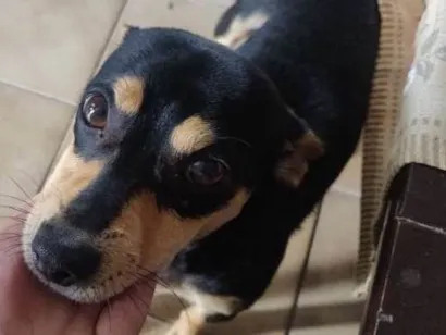 Cachorro raça Doberman idade 2 a 6 meses nome Meliodas