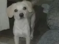 Pepita