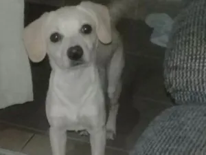 Cachorro raça Poodle com SRD idade 2 a 6 meses nome Pepita