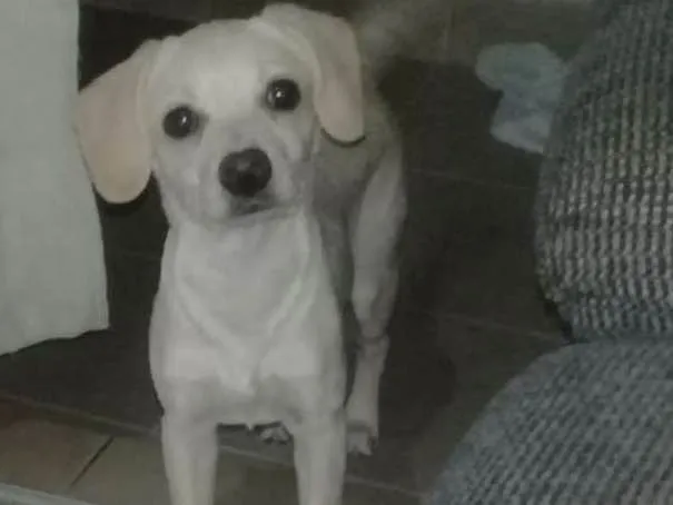 Cachorro ra a Poodle com SRD idade 2 a 6 meses nome Pepita