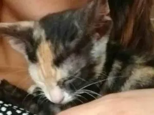 Gato raça SRD idade 2 a 6 meses nome Vitória