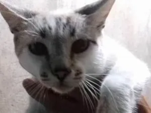Gato raça Não tem raça idade 2 anos nome Não tem nome