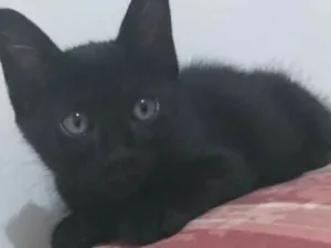 Gato raça SRD idade Abaixo de 2 meses nome Panterinha